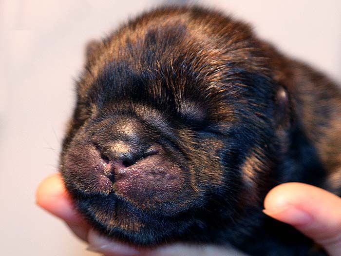 刚出生赛级纯种深红松狮犬的样子照片图片