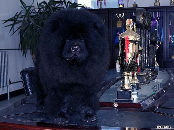 熊仔和茶玫瑰的黑色公犬 黑色松狮犬图片