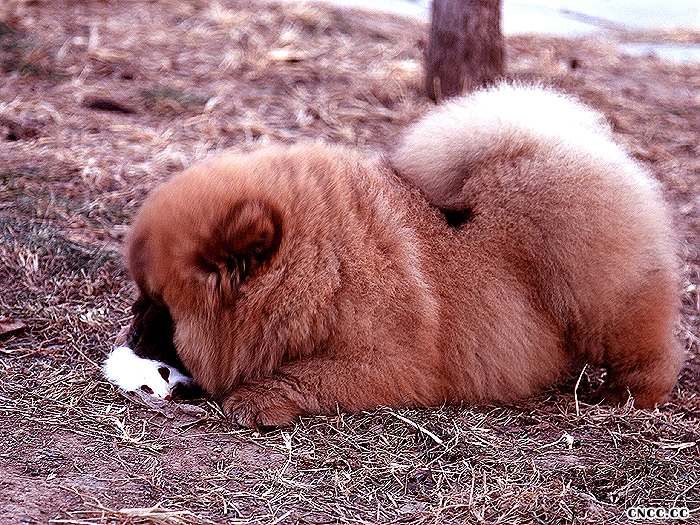 10年熊仔和六万的红色松狮幼犬公犬图片