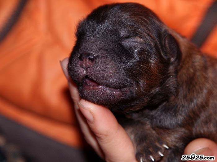 11年战神和保龄的赛级松狮幼犬出生照片图片