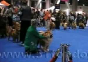 2008年美国优卡杯松狮犬比赛视频美国优卡杯松狮视频