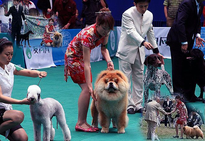 调理DOG SHOW赛犬训练价格60元/天性格动态体型
