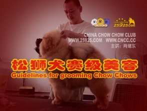 肖绪东讲赛级松狮犬的美容视频 CNCC中国松狮俱乐部