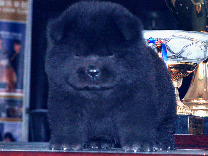 优惠出售熊仔万熊赛级纯种黑色松狮公犬