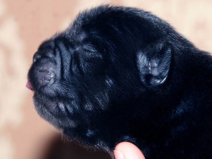 2014战神和六万赛级纯种黑松狮幼犬图片