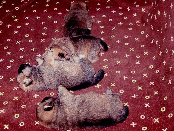 特价出售亲王的美系纯种短毛松狮3个母犬