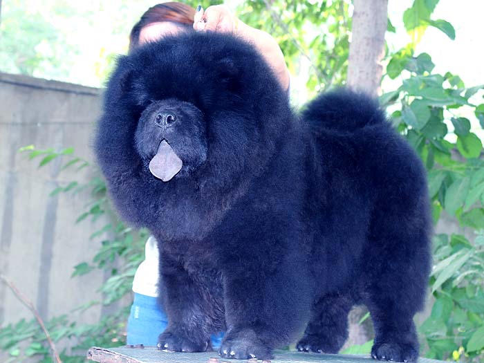出售黑色6个月纯种赛级松狮幼犬公犬