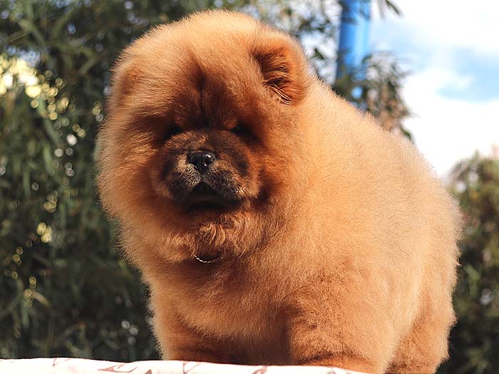 出售纯种松狮犬幼犬三个月公犬
