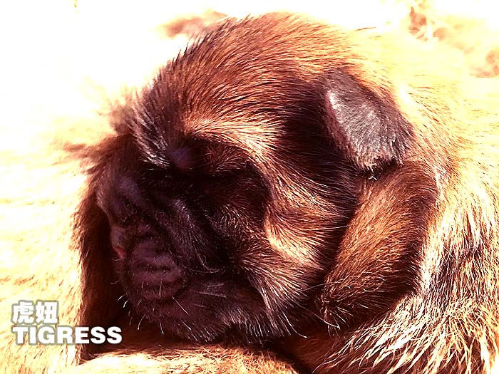 刚出生的冠军级松狮犬TIGERSS虎妞松狮母犬图片