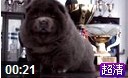 25925罕见的蓝色松狮幼犬视频蓝色松狮母犬
