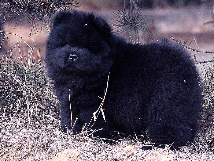 赛级纯种黑色松狮幼犬母犬图片-多宝玉照片